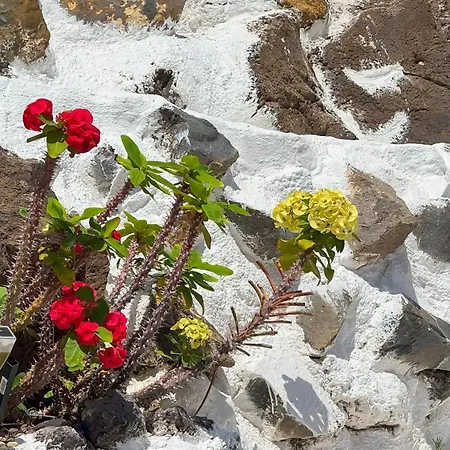 Lejlighed Abi&lei Vv