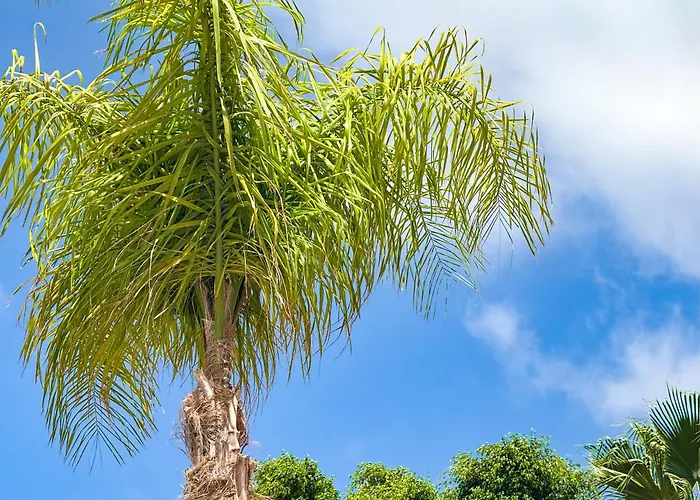 公寓 Abi&lei Vv 坎德拉里亚