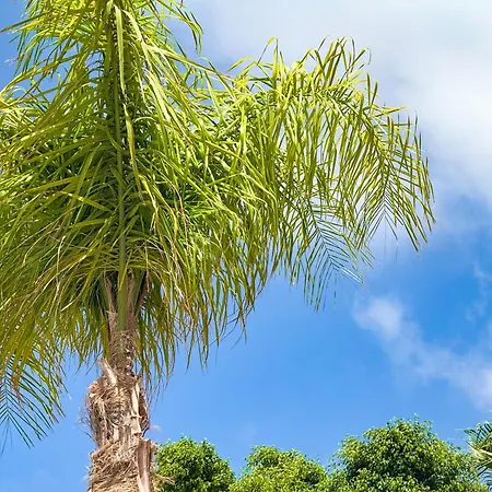 Lägenhet Abi&lei Vv Candelaria